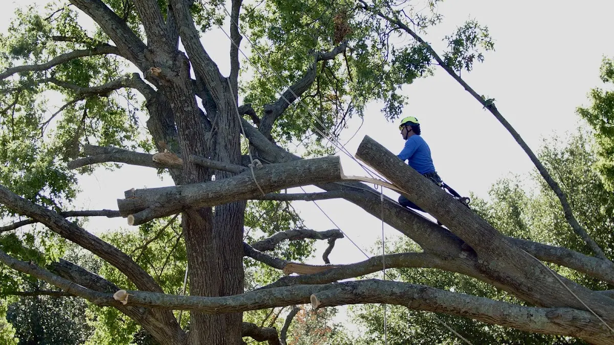 Professional Hazardous Tree Removal performed by certified arborists in Horton